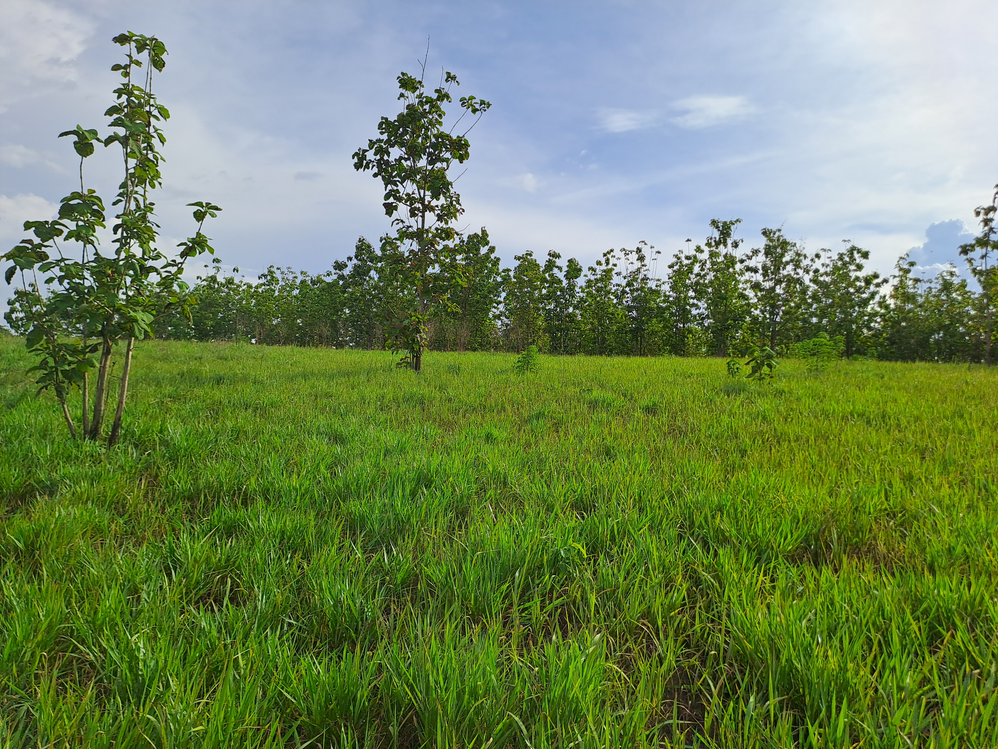 La Colina de la Pradera - Vista hacia arriba