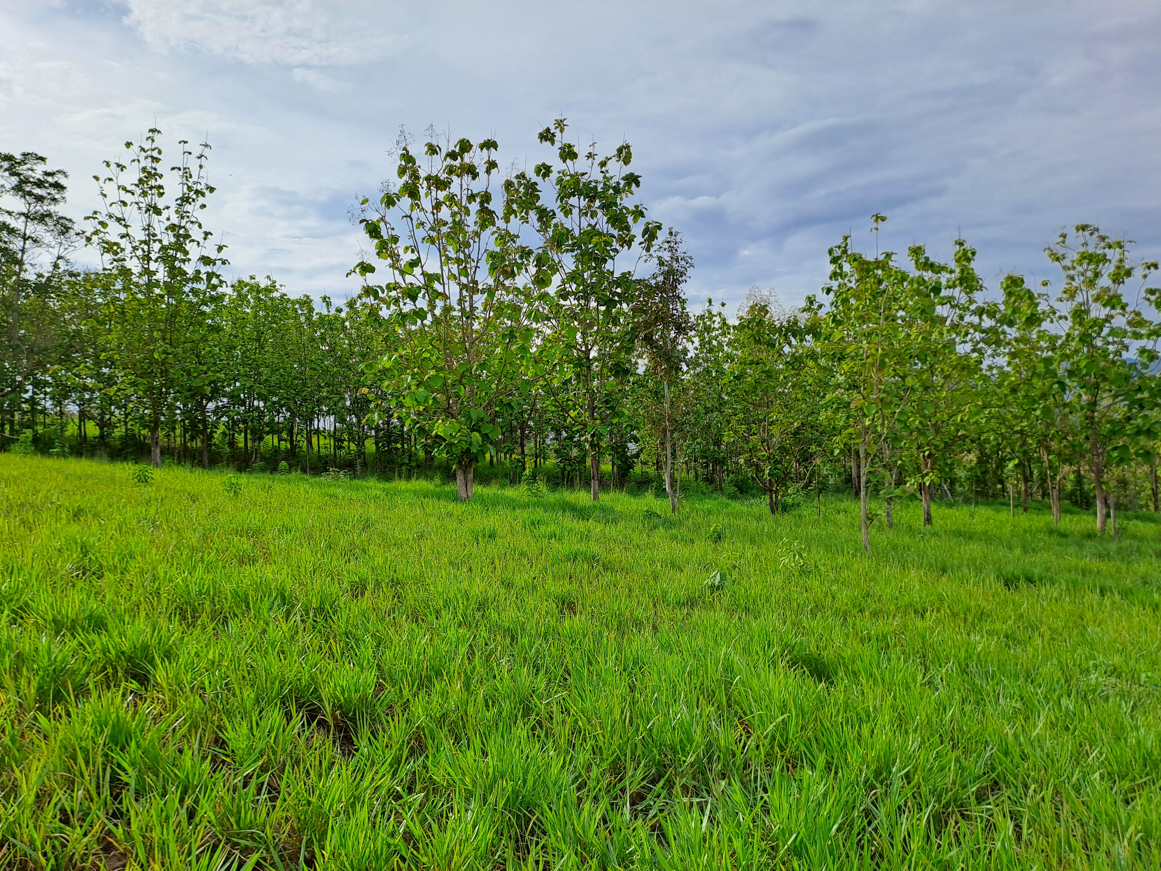 La Colina de la Pradera - Vista hacia izquierda