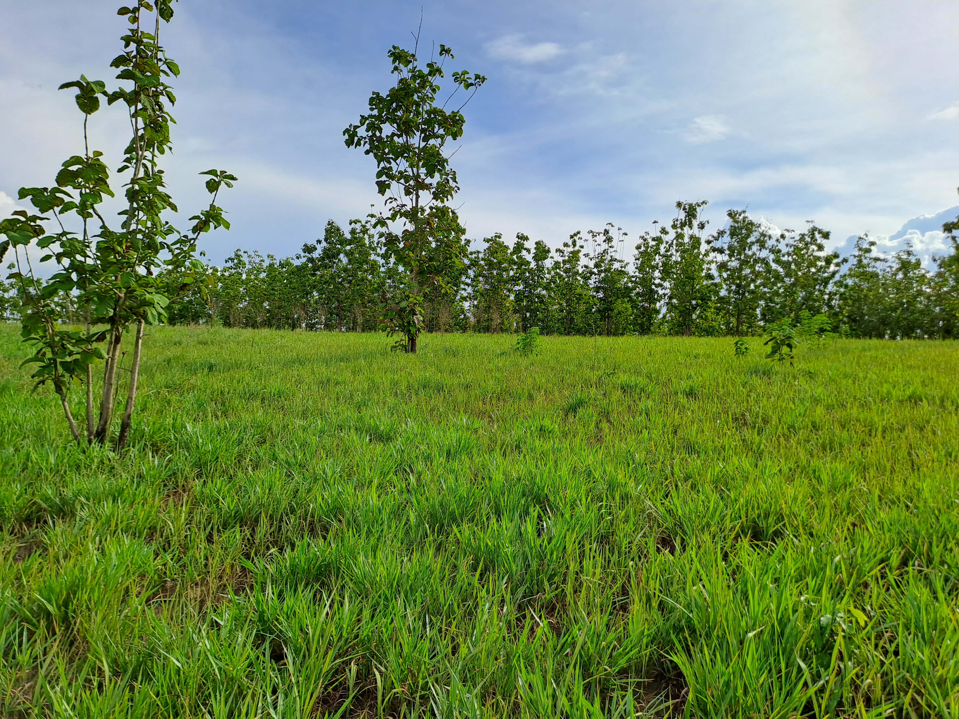 La Colina de la Pradera - Vista hacia arriba